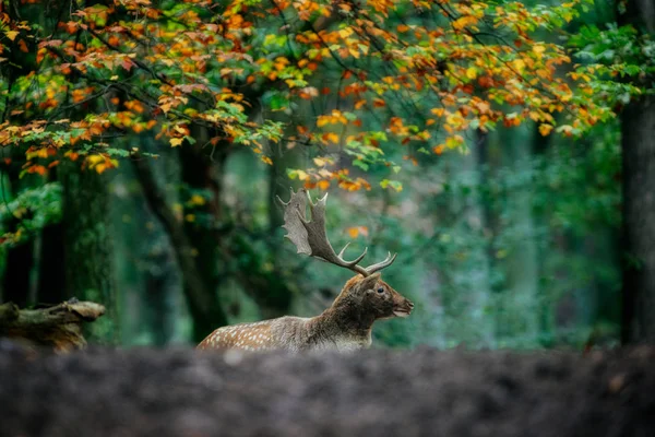 Jeleń stojący w lesie — Zdjęcie stockowe
