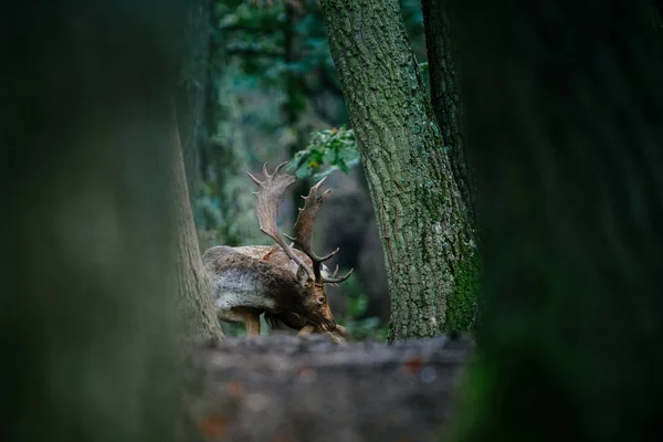 Ciervo parado en el bosque — Foto de Stock