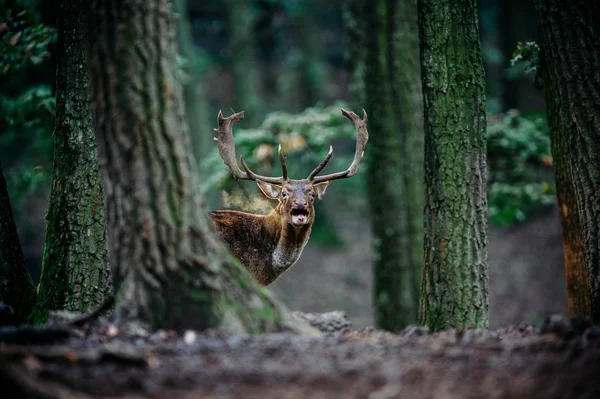 Deer stojí v lese — Stock fotografie