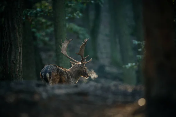 Deer stojí v lese — Stock fotografie