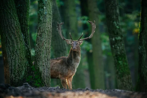 Cerf debout dans les bois — Photo