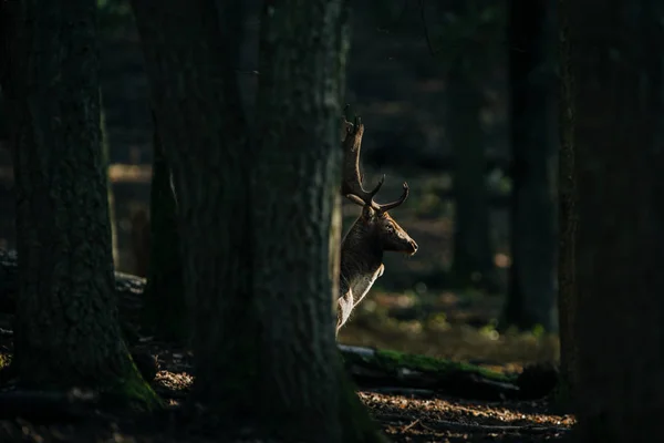 鹿站在树林里 — 图库照片