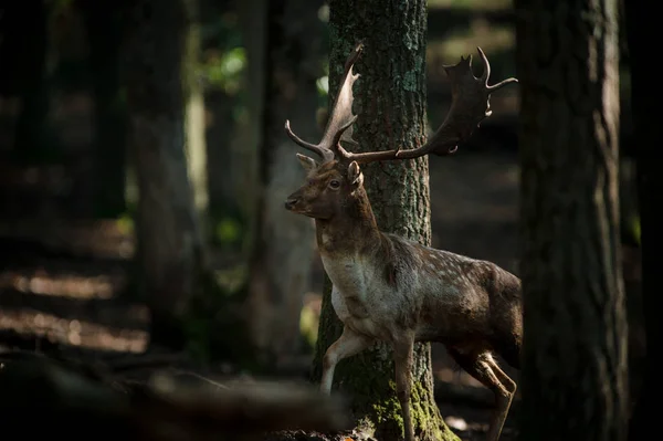 Deer stojí v lese — Stock fotografie