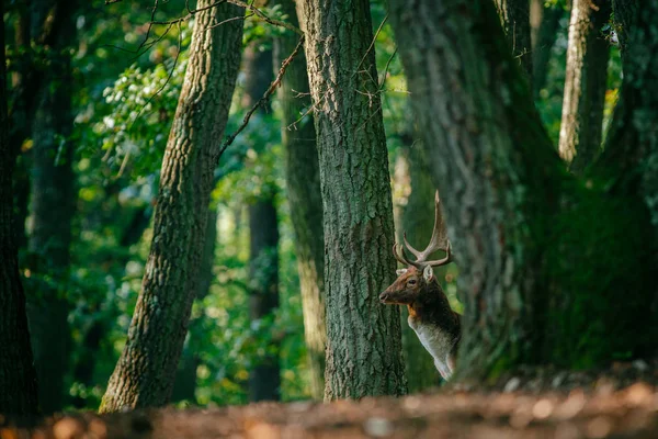 鹿站在树林里 — 图库照片