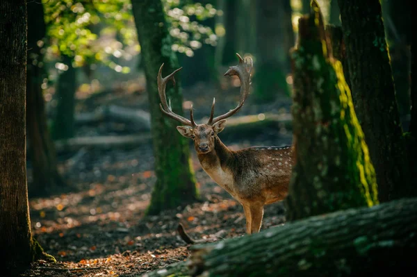 Ormanda geyik ayakta