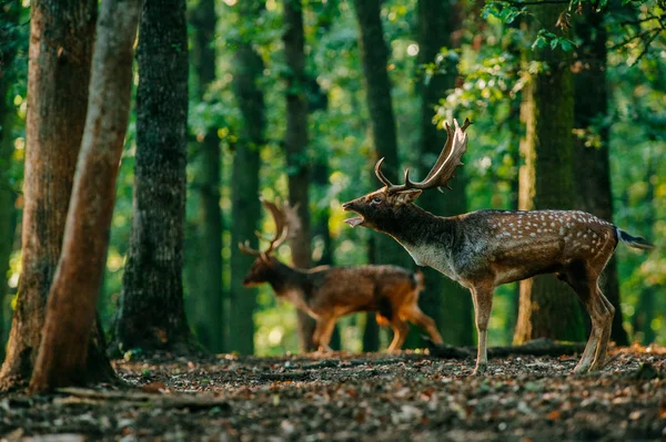 Два олені, що стоять у лісі — стокове фото