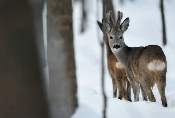 European roe deer in snowy forest — Stock Photo, Image
