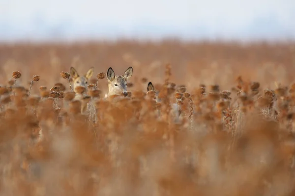 Jeleni v tallgrass oblasti — Stock fotografie