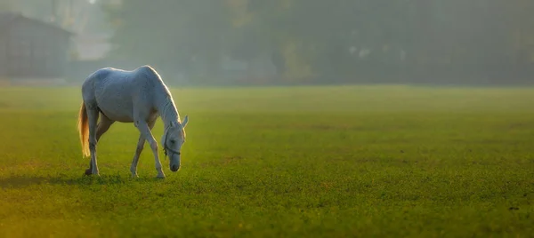Horse walking on green field