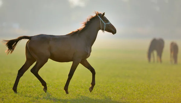 Horse walking on green field