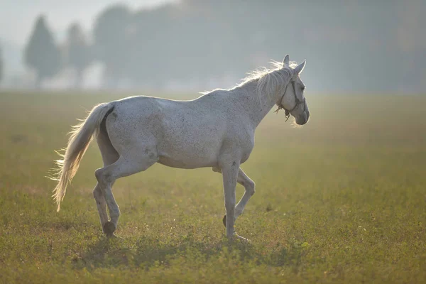 Horse walking on green field