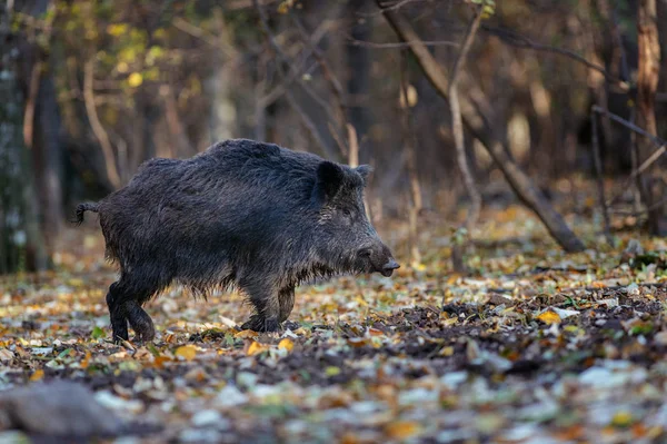 Wild boar walking in forest — Stock Photo, Image