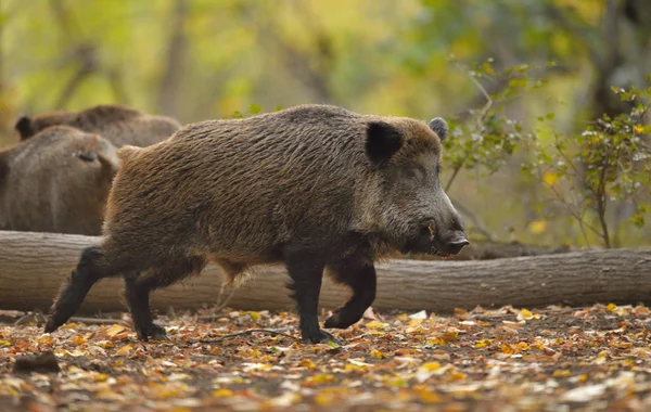 Yaban domuzları ormanda yürüyüş