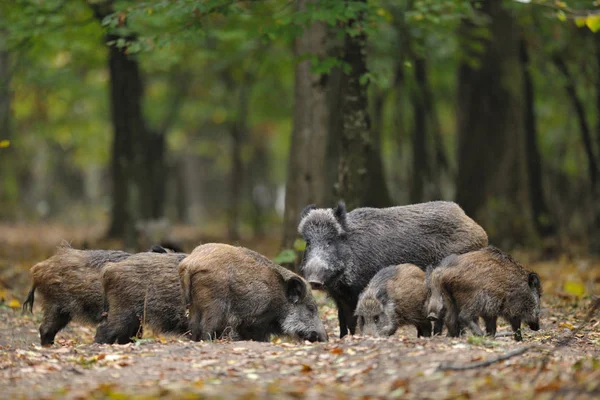 Yaban domuzu domuz yavruları ormandaki ile