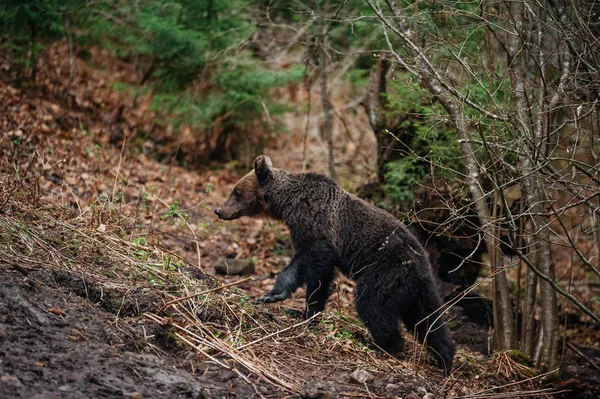 Urso marrom andando na borda da floresta — Fotografia de Stock