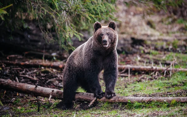 Urso marrom em pé na borda da floresta — Fotografia de Stock