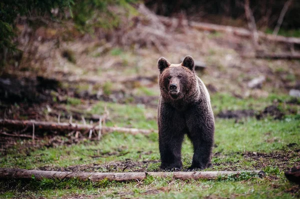 Urso marrom em pé na borda da floresta — Fotografia de Stock