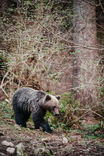 Бурий ведмідь, ходьба на краю лісу — стокове фото