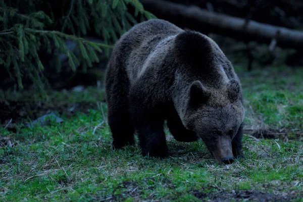 Urso marrom andando na borda da floresta — Fotografia de Stock