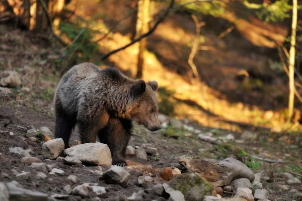 Medvěd hnědý, na okraji lesa — Stock fotografie