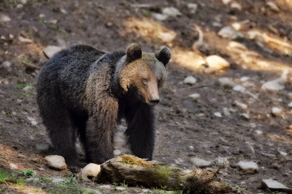 Καφέ αρκούδα περπατώντας στην άκρη του δάσους — Φωτογραφία Αρχείου