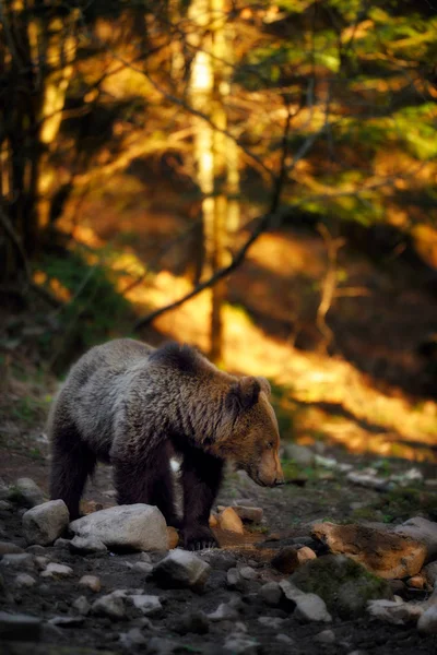 Niedźwiedź brunatny, chodzenie na skraju lasu — Zdjęcie stockowe
