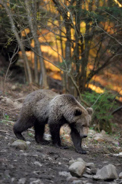 Urso marrom andando na borda da floresta — Fotografia de Stock