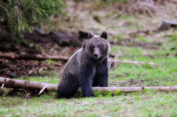 Urso marrom sentado na borda da floresta — Fotografia de Stock