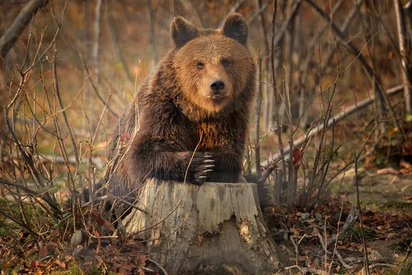 Kahverengi ayı güdük üzerinde oturan