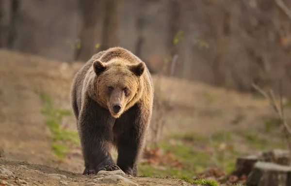 Barna medve, séta az erdő szélén — Stock Fotó