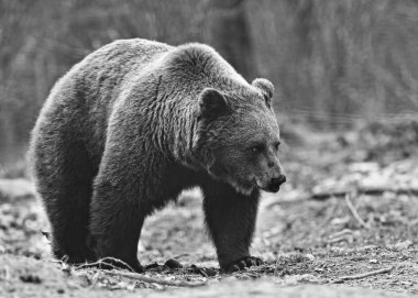 Kahverengi ayı orman kenarında yürüyüş
