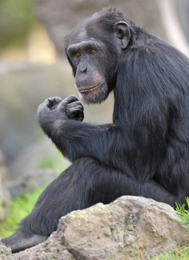 Yerde oturan büyük şempanze