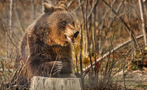 Oso pardo sentado en el muñón —  Fotos de Stock