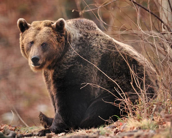 Urso marrom sentado na borda da floresta — Fotografia de Stock