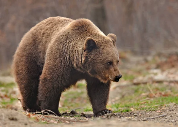Kahverengi ayı orman kenarında yürüyüş — Stok fotoğraf