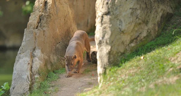 Fossa wandelt zwischen Felsen — Stockfoto