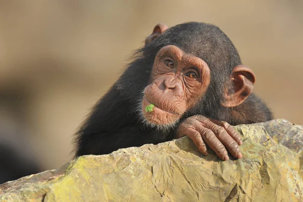 Kameraya bakan küçük şempanze