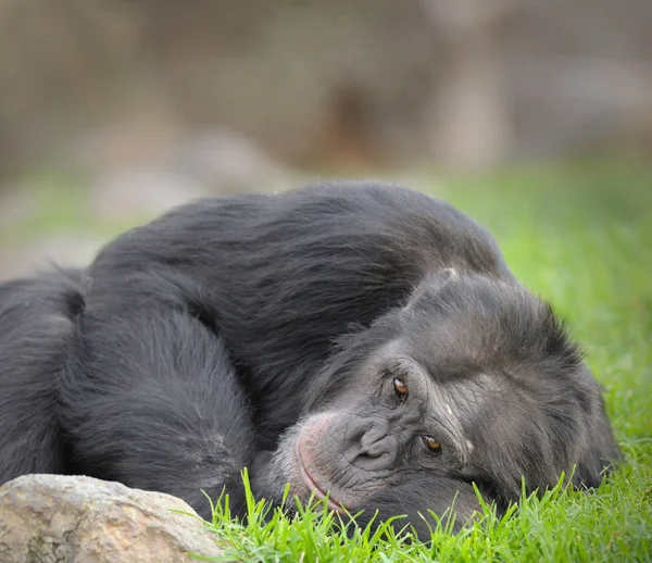 Chimpanzee lying on ground