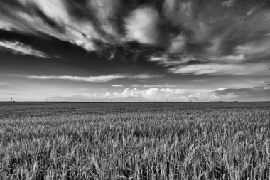 uzun otların alan ve bulutlar