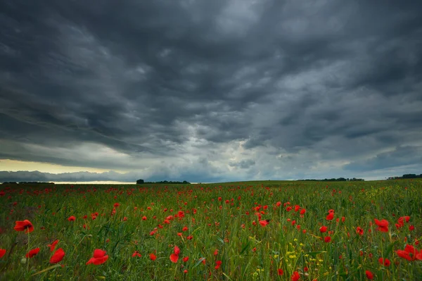 Kırmızı çiçekler alan ve fırtınalı bulutlar