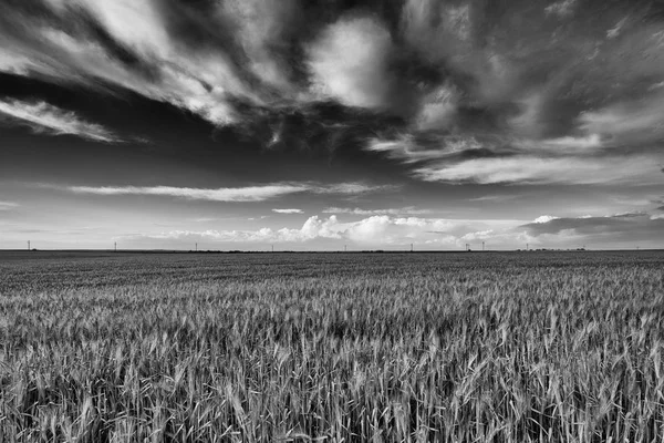 uzun otların alan ve bulutlar