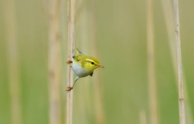 Tallgrass kök üzerinde kuş