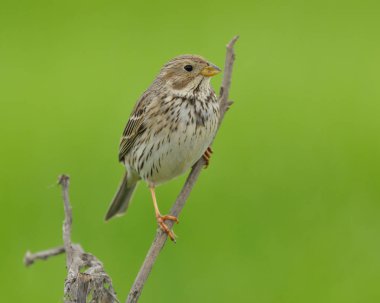 Ağaç dalı üzerinde serçe