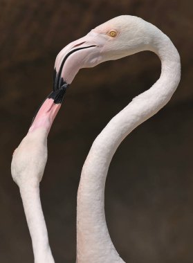 İki pembe flamingo.