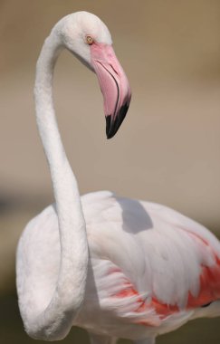 Pembe flamingo üzerinde görünümü kadar kapatın