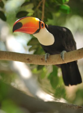 Ağaç dalı Toco toucan