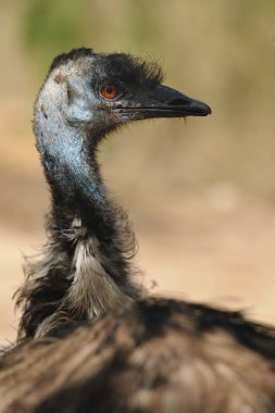 Emu kuş görünümü kapatın