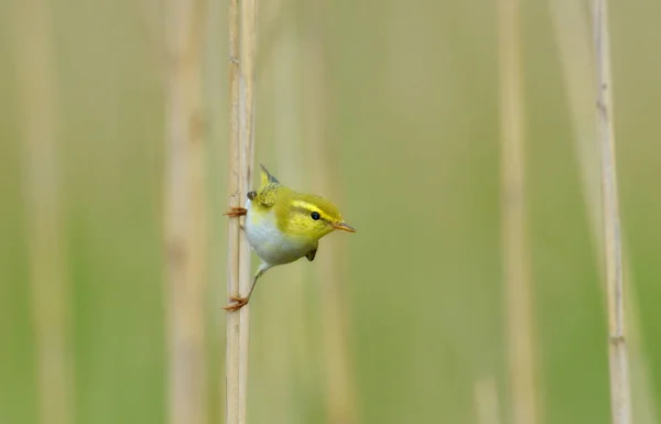 Pájaro en tallo alto — Foto de Stock