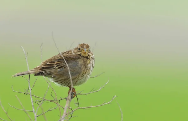 Pequeño gorrión en rama de árbol — Foto de Stock