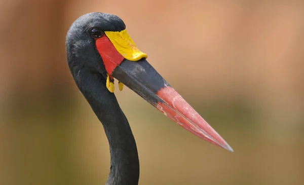 Tête d'oiseau noire et colorée — Photo